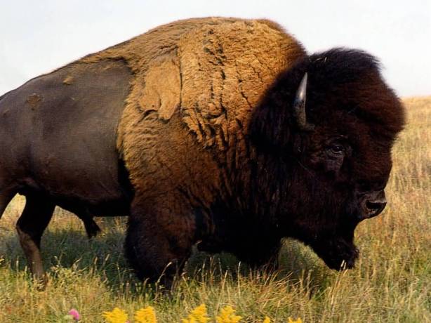 American-bison