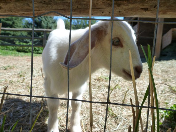 Draper Girl's Goat Farm