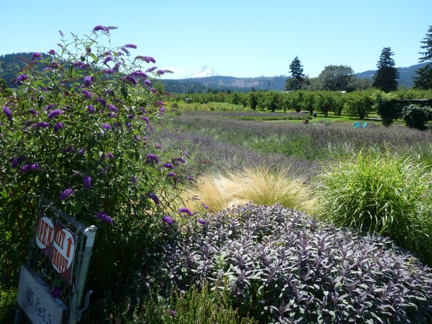 Hood River Lavender Farms