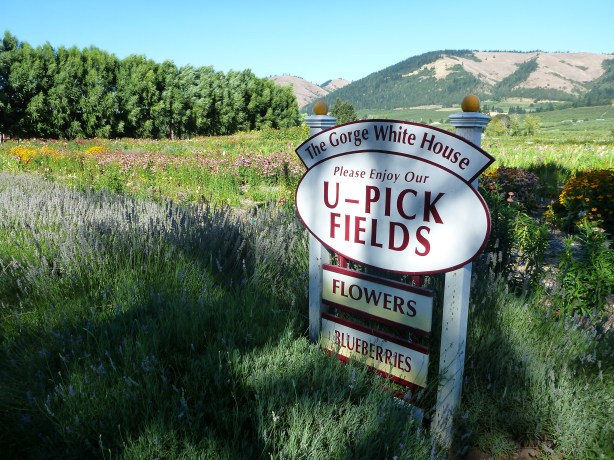 The Gorge White House U-Pick fields