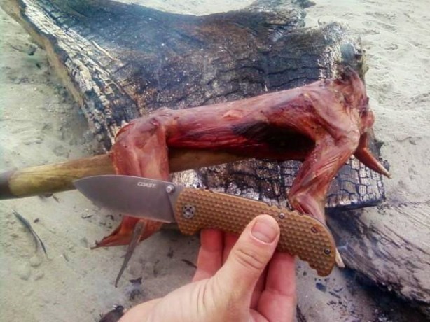 dead bunny rabbit roger