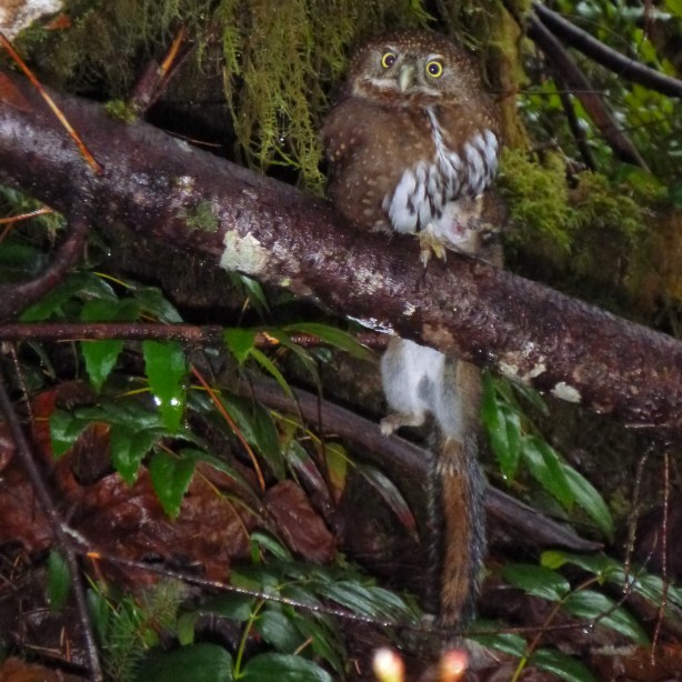 Owl Kills Squirrel and Poses for Cameron McKirdy's Camera http://www.CameronMcKirdy.com