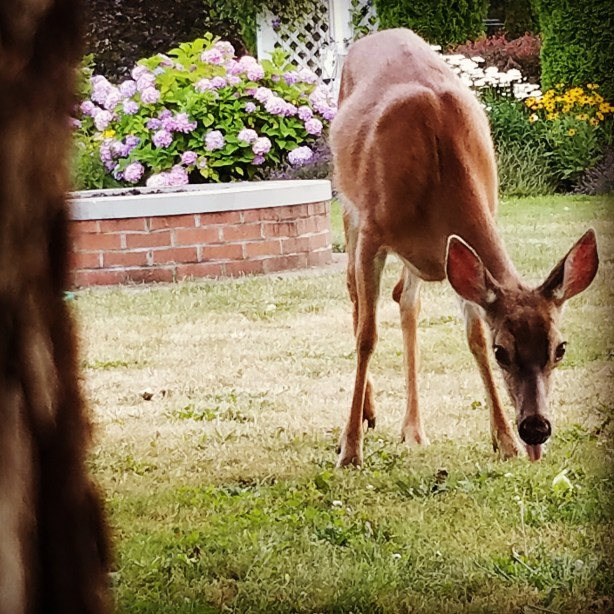 deer-in-oregon